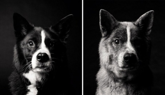 During the journey, the dog could grow up!