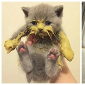 Eat, don't get wet: 20 cute kittens who don't know how to eat carefully