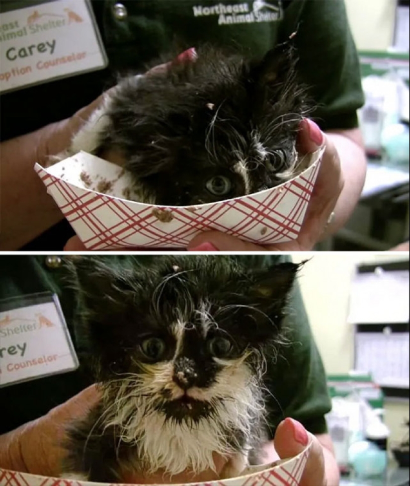 Eat, don't get wet: 20 cute kittens who don't know how to eat carefully Eat, don't get wet: 20 cute kittens who don't know how to eat carefully