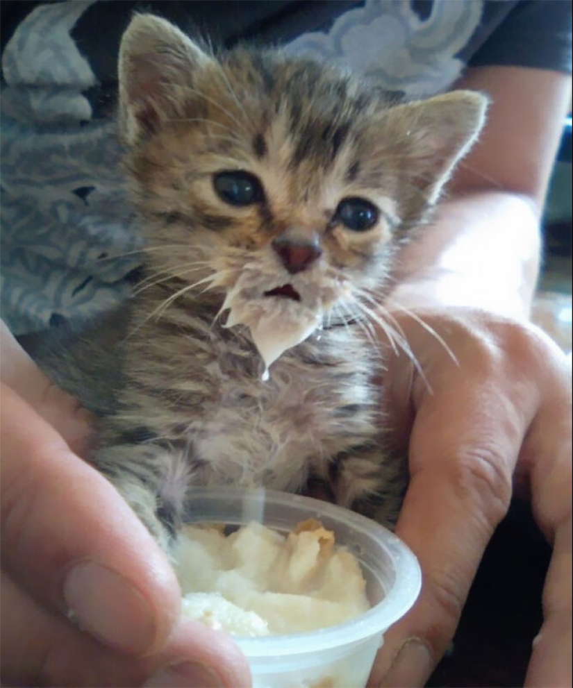 Eat, don't get wet: 20 cute kittens who don't know how to eat carefully Eat, don't get wet: 20 cute kittens who don't know how to eat carefully