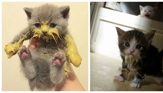 Eat, don't get wet: 20 cute kittens who don't know how to eat carefully