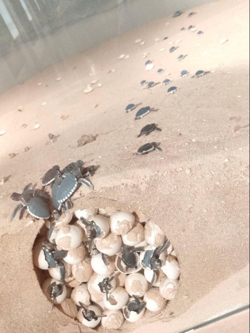 Echa un vistazo al interior! 20 fotos de los artículos que se cortan a la mitad