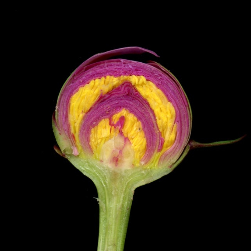 Echa un vistazo al interior! 20 fotos de los artículos que se cortan a la mitad