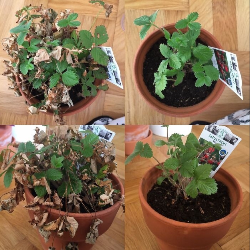 El amor y el cuidado transforman incluso las plantas: 25 fotos de transformaciones increíbles El amor y el cuidado transforman incluso las plantas: 25 fotos de transformaciones increíbles