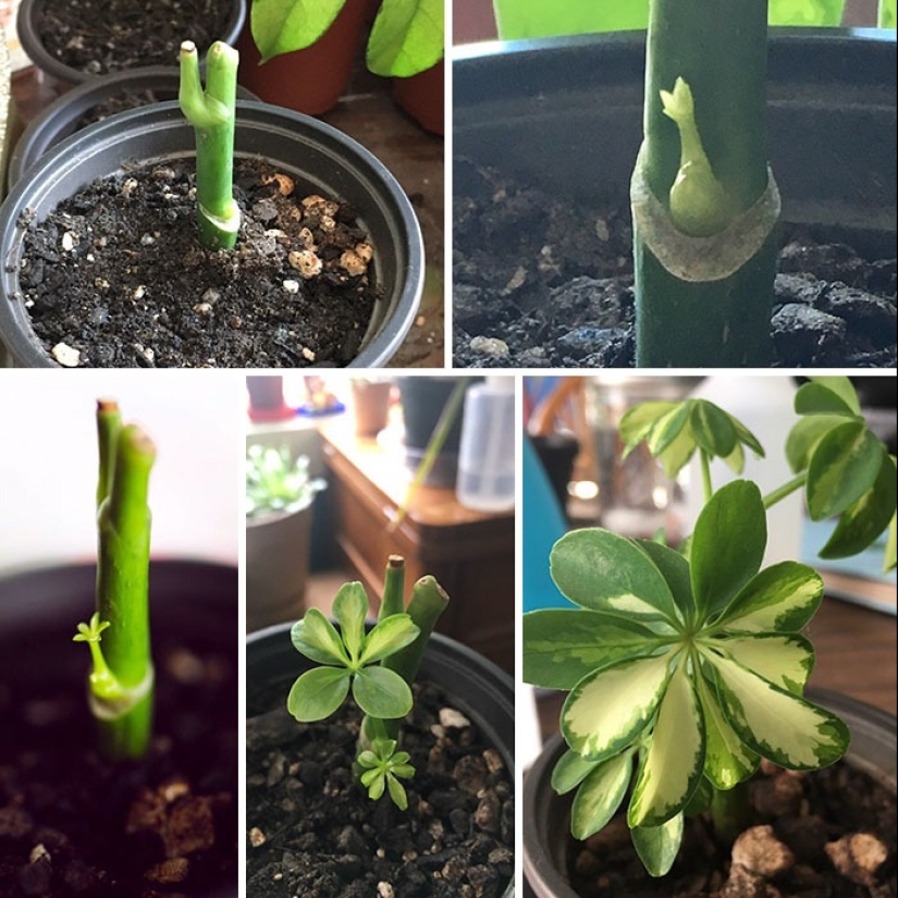 El amor y el cuidado transforman incluso las plantas: 25 fotos de transformaciones increíbles El amor y el cuidado transforman incluso las plantas: 25 fotos de transformaciones increíbles