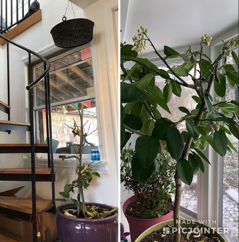 El amor y el cuidado transforman incluso las plantas: 25 fotos de transformaciones increíbles El amor y el cuidado transforman incluso las plantas: 25 fotos de transformaciones increíbles