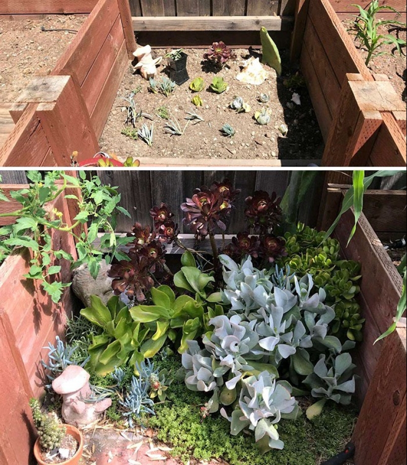 El amor y el cuidado transforman incluso las plantas: 25 fotos de transformaciones increíbles El amor y el cuidado transforman incluso las plantas: 25 fotos de transformaciones increíbles