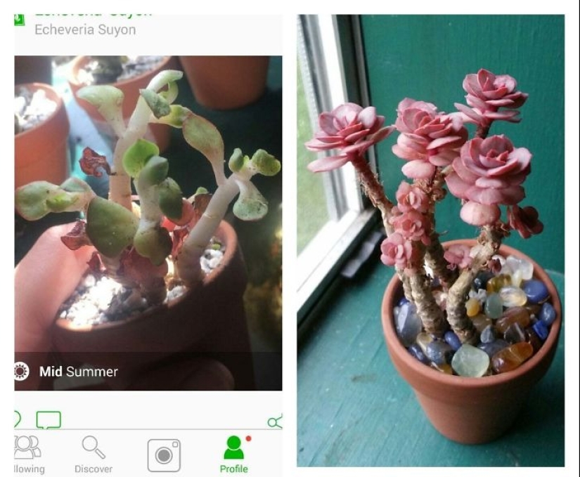 El amor y el cuidado transforman incluso las plantas: 25 fotos de transformaciones increíbles El amor y el cuidado transforman incluso las plantas: 25 fotos de transformaciones increíbles