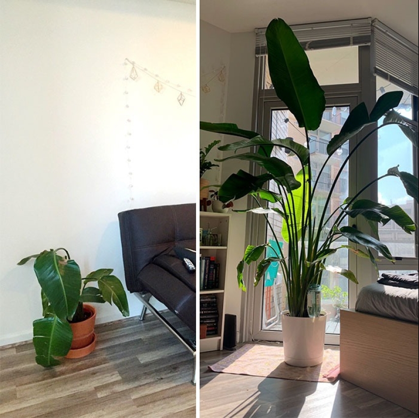 El amor y el cuidado transforman incluso las plantas: 25 fotos de transformaciones increíbles El amor y el cuidado transforman incluso las plantas: 25 fotos de transformaciones increíbles