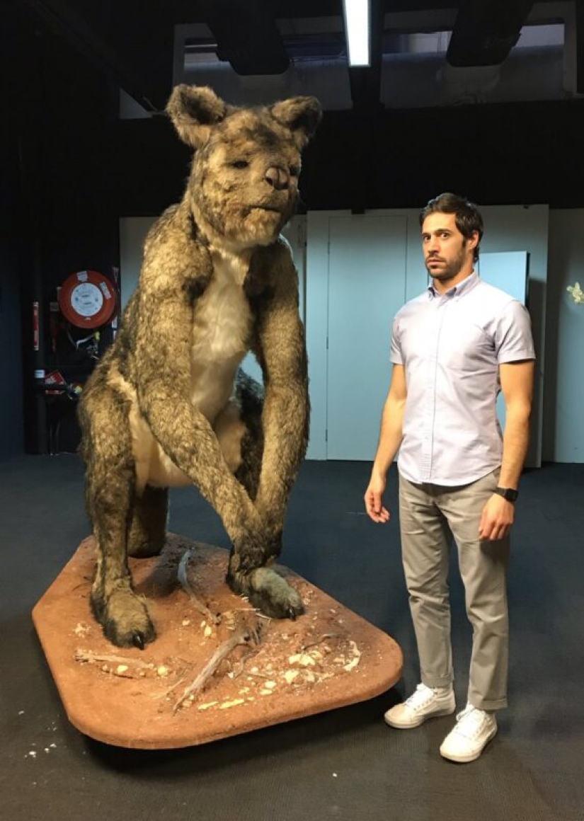 El canguro de pezuña procoptodon es un gigante extinto de Australia El canguro de pezuña procoptodon es un gigante extinto de Australia