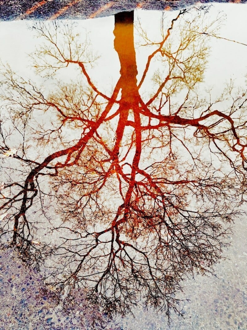 El Dr. Joshua Sarinana don extraordinario: para ver el habitual charco de belleza