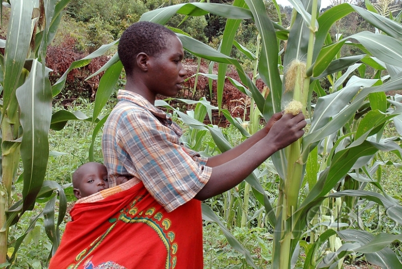 El espíritu maligno del maíz: cómo una antigua maldición indígena continúa matando a los europeos
