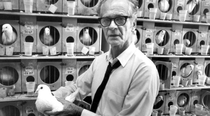 El experimento de Skinner: ¿qué tienen en común las personas supersticiosas y las palomas? El experimento de Skinner: ¿qué tienen en común las personas supersticiosas y las palomas?