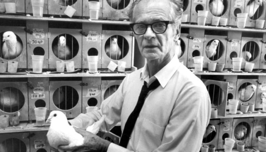 El experimento de Skinner: ¿qué tienen en común las personas supersticiosas y las palomas?