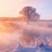 El fotógrafo se levanta temprano por la mañana todos los días para capturar la belleza del invierno