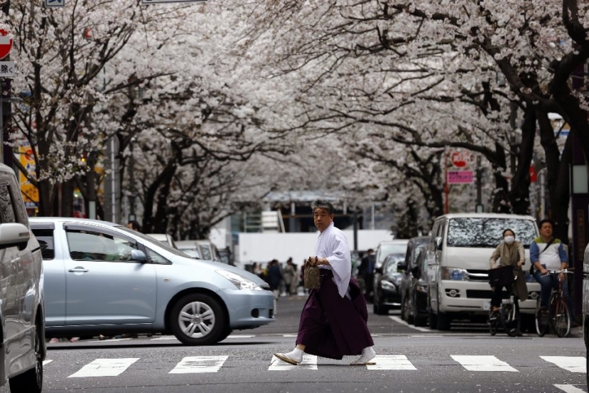 El Hanami es una tradición japonesa de admirar los cerezos en flor El Hanami es una tradición japonesa de admirar los cerezos en flor