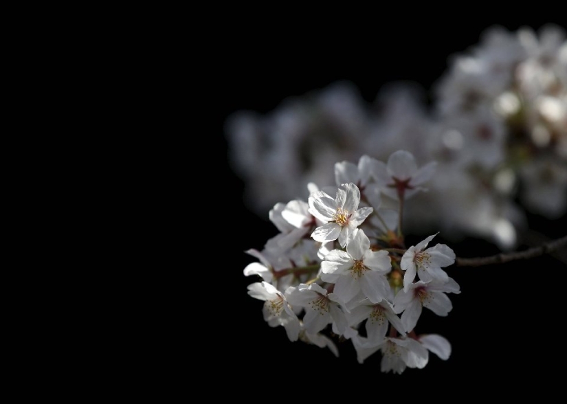 El Hanami es una tradición japonesa de admirar los cerezos en flor El Hanami es una tradición japonesa de admirar los cerezos en flor