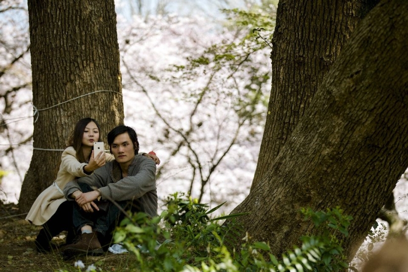 El Hanami es una tradición japonesa de admirar los cerezos en flor El Hanami es una tradición japonesa de admirar los cerezos en flor