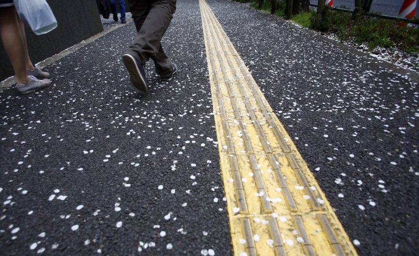El Hanami es una tradición japonesa de admirar los cerezos en flor El Hanami es una tradición japonesa de admirar los cerezos en flor