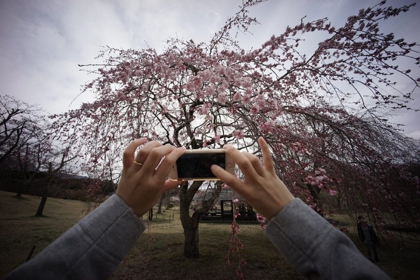 El Hanami es una tradición japonesa de admirar los cerezos en flor El Hanami es una tradición japonesa de admirar los cerezos en flor