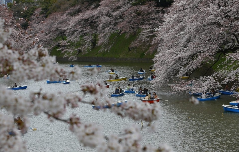 El Hanami es una tradición japonesa de admirar los cerezos en flor El Hanami es una tradición japonesa de admirar los cerezos en flor