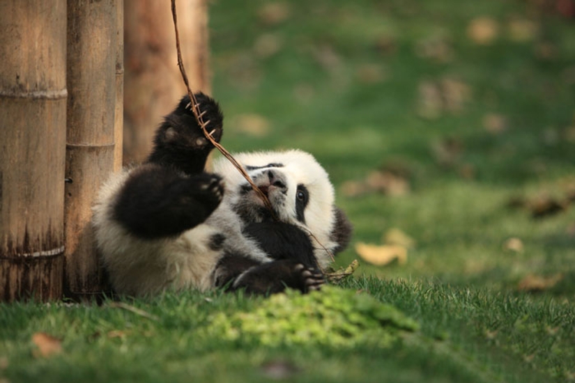 El jardín de infantes para pandas es el lugar más dulce del mundo El jardín de infantes para pandas es el lugar más dulce del mundo