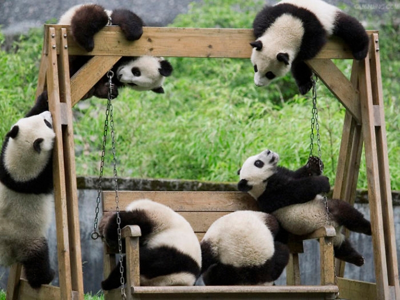 El jardín de infantes para pandas es el lugar más dulce del mundo El jardín de infantes para pandas es el lugar más dulce del mundo