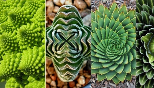 El jardín del Edén del perfeccionista: geometría vegetal