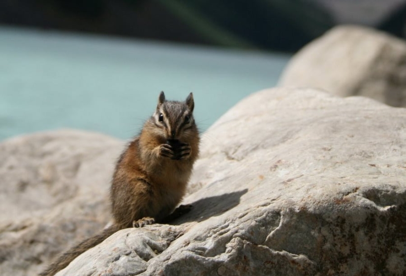 El lago Louise es un lugar extraordinariamente hermoso