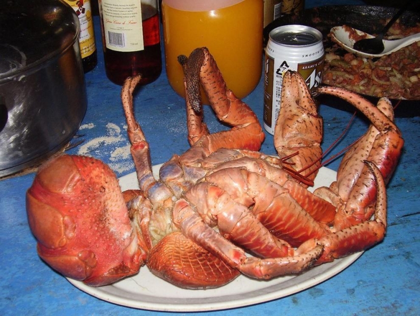 El mayor representante de los artrópodos es el cangrejo de los cocoteros o el ladrón de palmeras. El mayor representante de los artrópodos es el cangrejo de los cocoteros o el ladrón de palmeras.