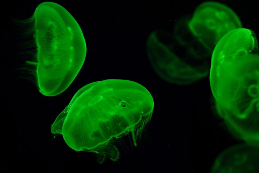 El más hermoso y colorido de las medusas