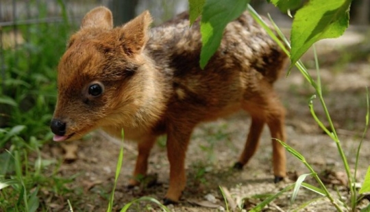 El mundo de mimic babies: quién es pudu y a qué se enfrenta con un codecode El mundo de mimic babies: quién es pudu y a qué se enfrenta con un codecode