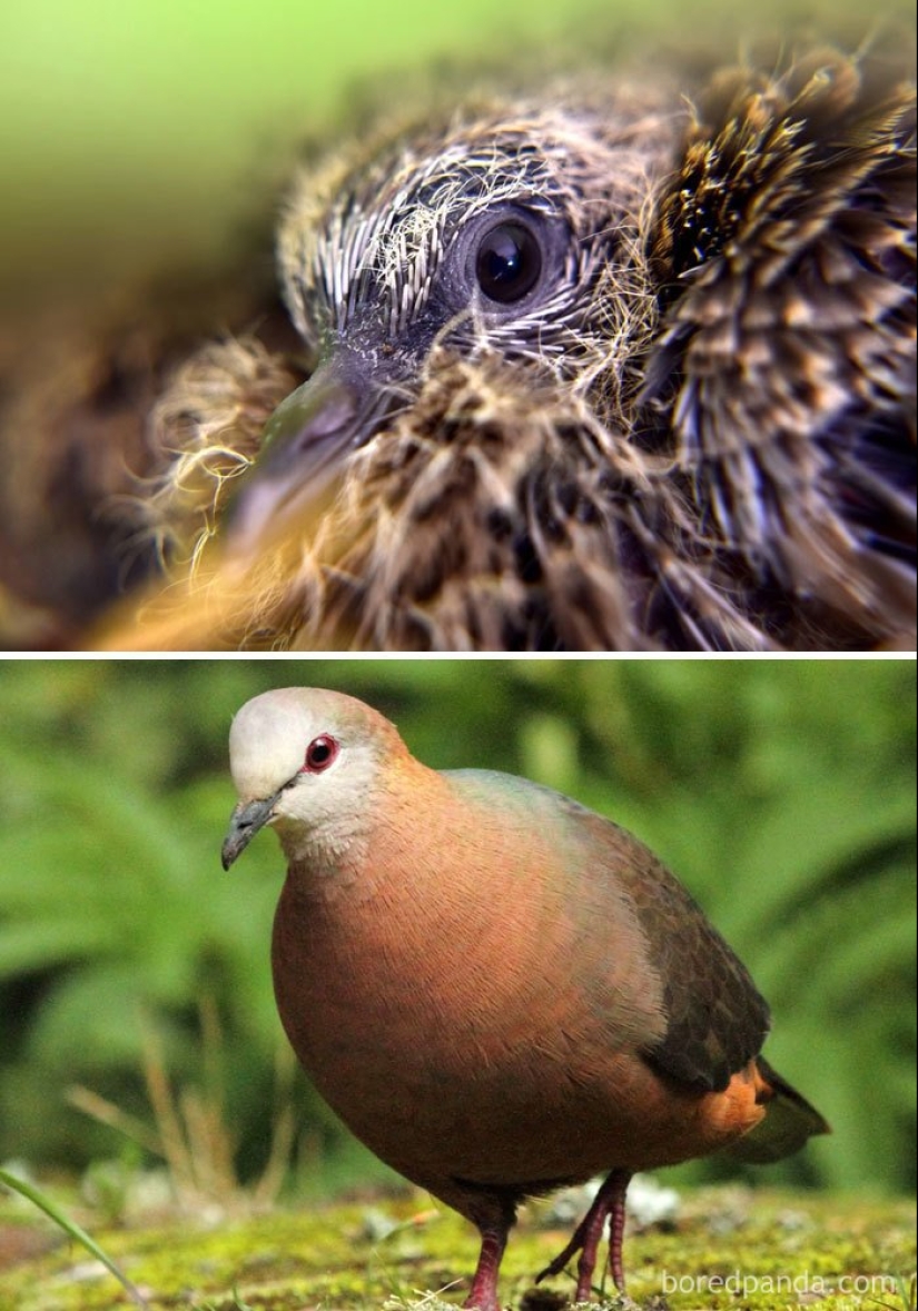 El Patito Feo y sus 40 amigos: cómo se ven los polluelos de pájaros famosos (y no tan famosos) El Patito Feo y sus 40 amigos: cómo se ven los polluelos de pájaros famosos (y no tan famosos)