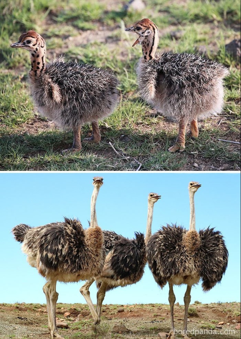 El Patito Feo y sus 40 amigos: cómo se ven los polluelos de pájaros famosos (y no tan famosos) El Patito Feo y sus 40 amigos: cómo se ven los polluelos de pájaros famosos (y no tan famosos)