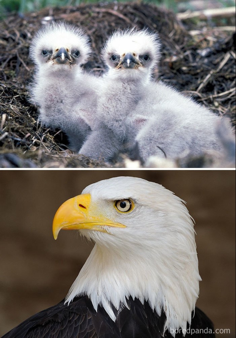 El Patito Feo y sus 40 amigos: cómo se ven los polluelos de pájaros famosos (y no tan famosos) El Patito Feo y sus 40 amigos: cómo se ven los polluelos de pájaros famosos (y no tan famosos)