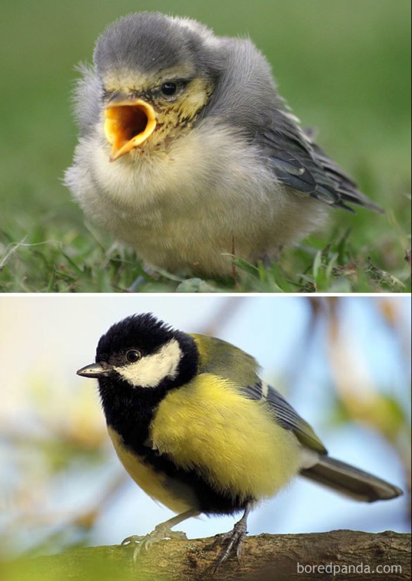 El Patito Feo y sus 40 amigos: cómo se ven los polluelos de pájaros famosos (y no tan famosos) El Patito Feo y sus 40 amigos: cómo se ven los polluelos de pájaros famosos (y no tan famosos)