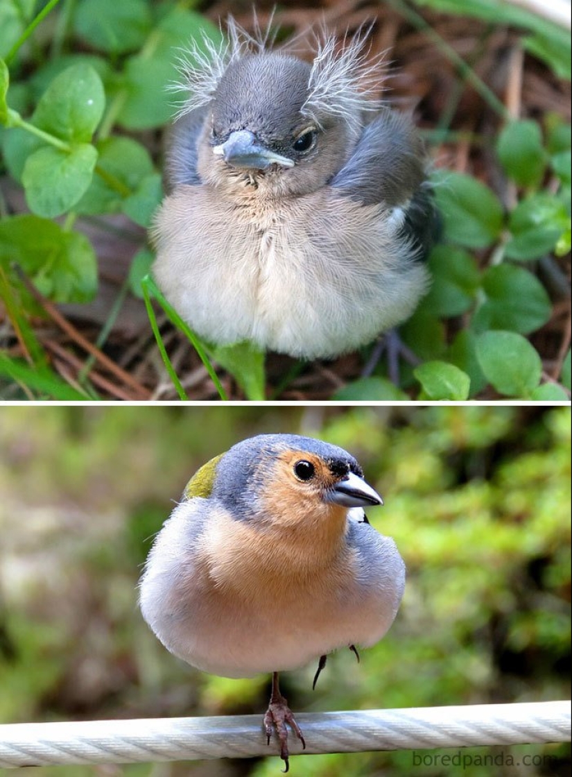 El Patito Feo y sus 40 amigos: cómo se ven los polluelos de pájaros famosos (y no tan famosos) El Patito Feo y sus 40 amigos: cómo se ven los polluelos de pájaros famosos (y no tan famosos)