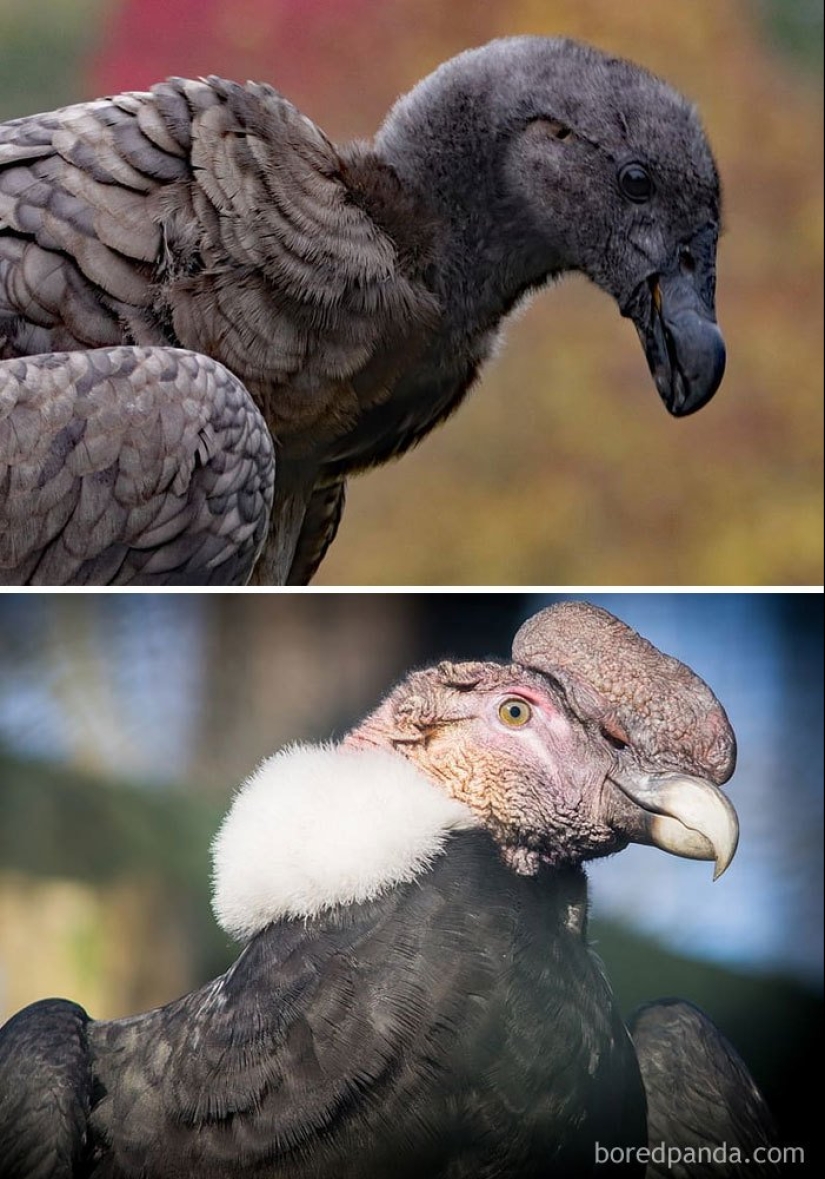 El Patito Feo y sus 40 amigos: cómo se ven los polluelos de pájaros famosos (y no tan famosos) El Patito Feo y sus 40 amigos: cómo se ven los polluelos de pájaros famosos (y no tan famosos)