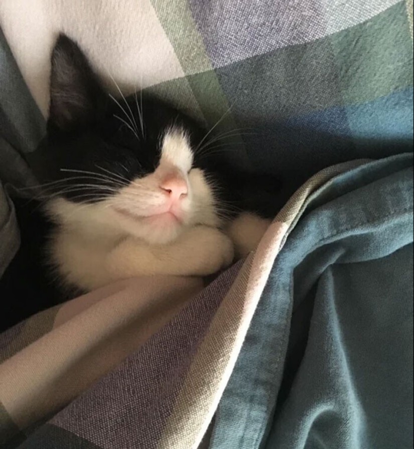 El sueño es una cosa sagrada: 35 fotos de gatitos, después de lo cual querrá tomar una siesta El sueño es una cosa sagrada: 35 fotos de gatitos, después de lo cual querrá tomar una siesta