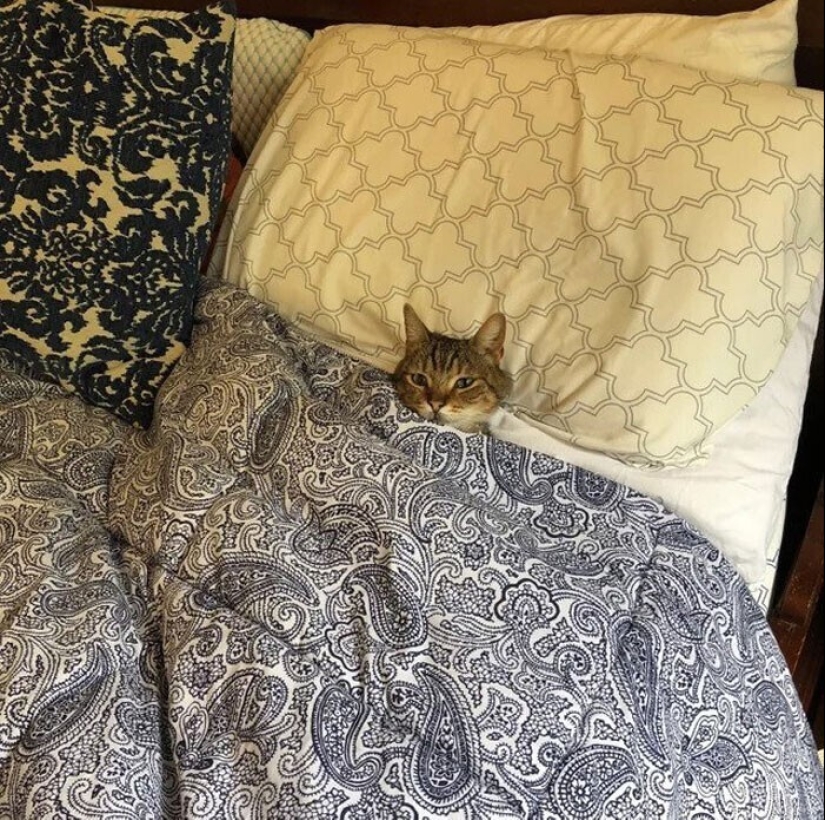 El sueño es una cosa sagrada: 35 fotos de gatitos, después de lo cual querrá tomar una siesta El sueño es una cosa sagrada: 35 fotos de gatitos, después de lo cual querrá tomar una siesta