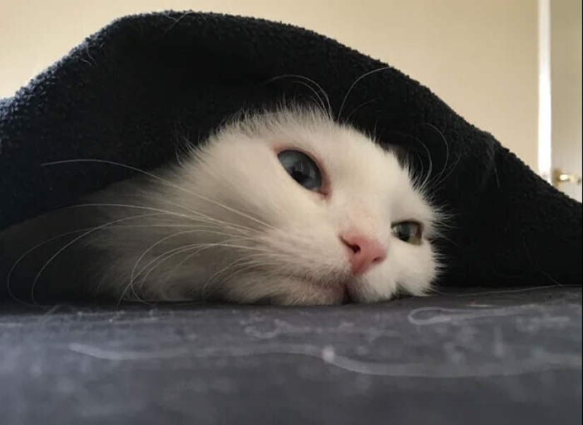 El sueño es una cosa sagrada: 35 fotos de gatitos, después de lo cual querrá tomar una siesta El sueño es una cosa sagrada: 35 fotos de gatitos, después de lo cual querrá tomar una siesta