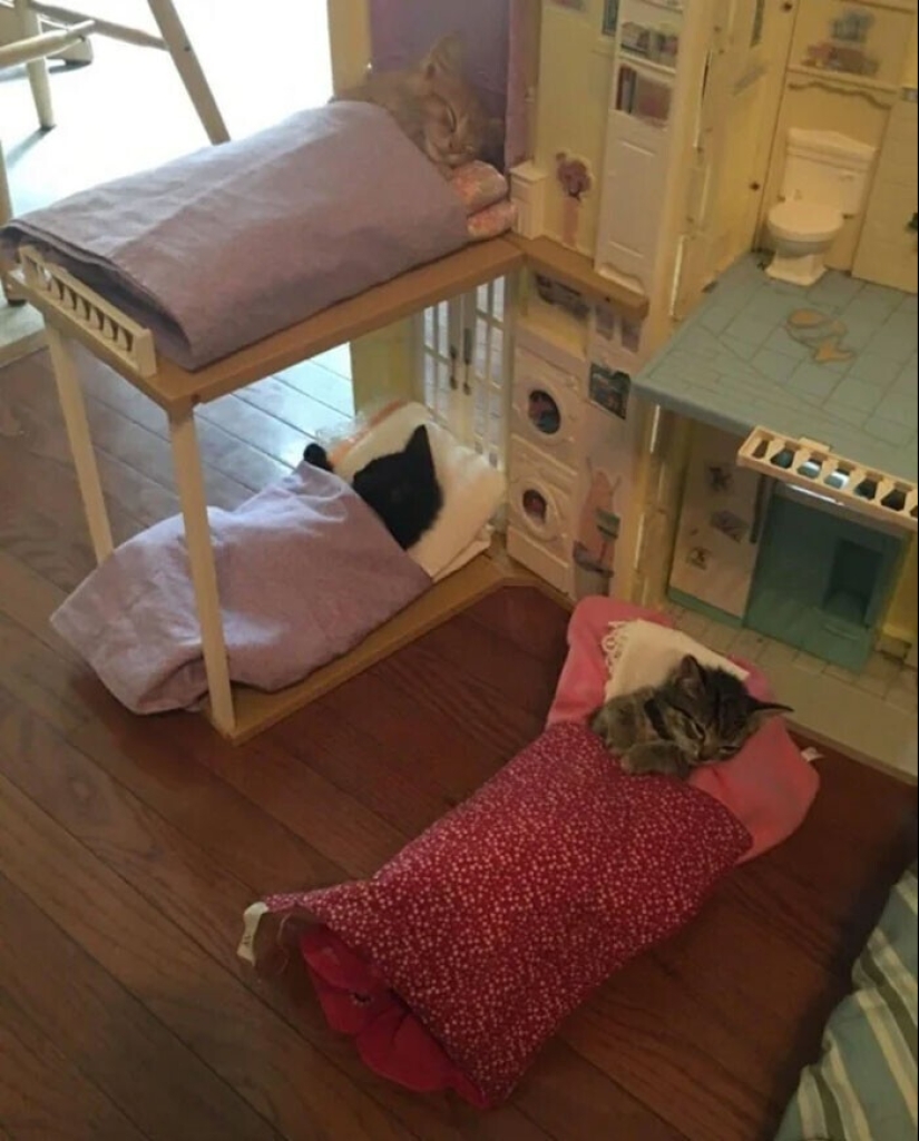 El sueño es una cosa sagrada: 35 fotos de gatitos, después de lo cual querrá tomar una siesta El sueño es una cosa sagrada: 35 fotos de gatitos, después de lo cual querrá tomar una siesta