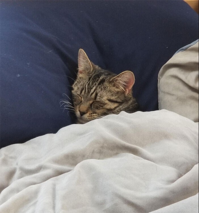 El sueño es una cosa sagrada: 35 fotos de gatitos, después de lo cual querrá tomar una siesta El sueño es una cosa sagrada: 35 fotos de gatitos, después de lo cual querrá tomar una siesta