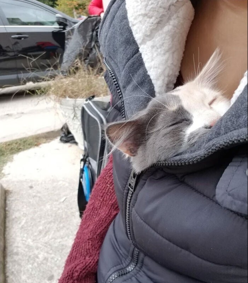 El sueño es una cosa sagrada: 35 fotos de gatitos, después de lo cual querrá tomar una siesta El sueño es una cosa sagrada: 35 fotos de gatitos, después de lo cual querrá tomar una siesta