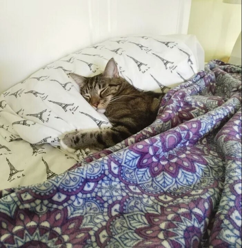 El sueño es una cosa sagrada: 35 fotos de gatitos, después de lo cual querrá tomar una siesta El sueño es una cosa sagrada: 35 fotos de gatitos, después de lo cual querrá tomar una siesta