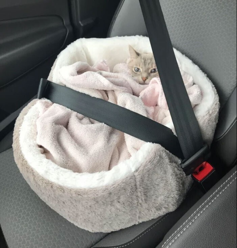 El sueño es una cosa sagrada: 35 fotos de gatitos, después de lo cual querrá tomar una siesta El sueño es una cosa sagrada: 35 fotos de gatitos, después de lo cual querrá tomar una siesta