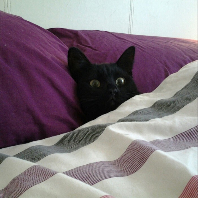 El sueño es una cosa sagrada: 35 fotos de gatitos, después de lo cual querrá tomar una siesta El sueño es una cosa sagrada: 35 fotos de gatitos, después de lo cual querrá tomar una siesta