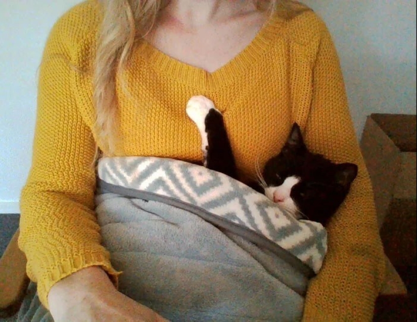 El sueño es una cosa sagrada: 35 fotos de gatitos, después de lo cual querrá tomar una siesta El sueño es una cosa sagrada: 35 fotos de gatitos, después de lo cual querrá tomar una siesta