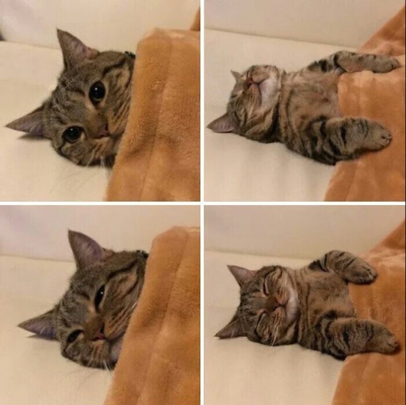 El sueño es una cosa sagrada: 35 fotos de gatitos, después de lo cual querrá tomar una siesta El sueño es una cosa sagrada: 35 fotos de gatitos, después de lo cual querrá tomar una siesta