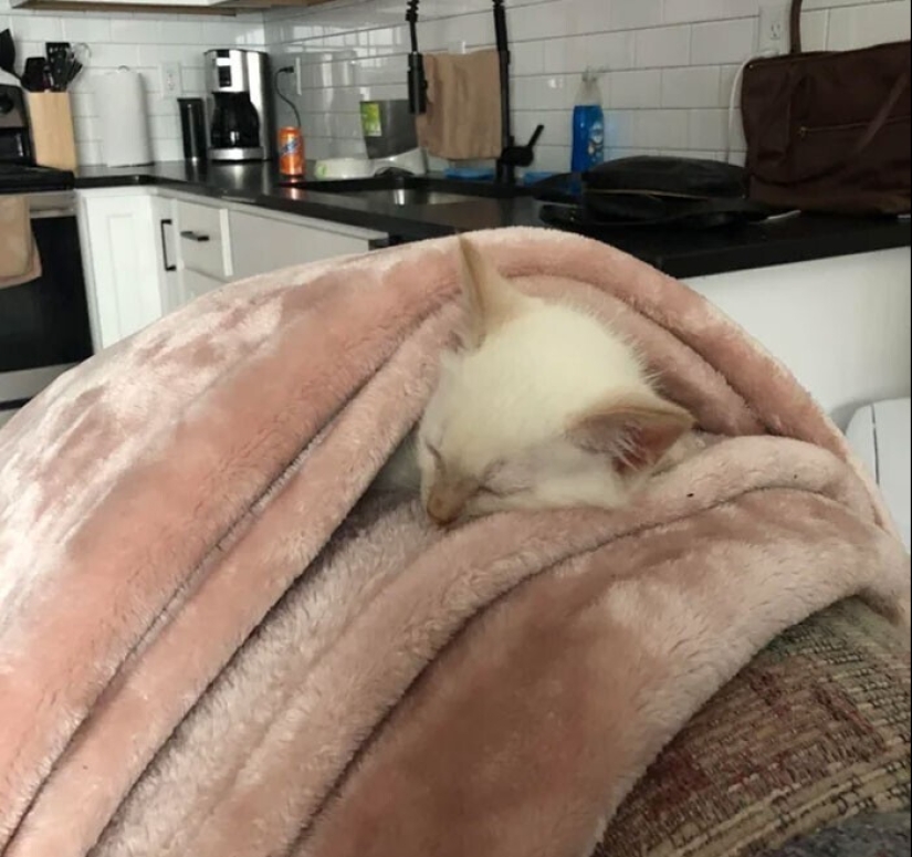 El sueño es una cosa sagrada: 35 fotos de gatitos, después de lo cual querrá tomar una siesta El sueño es una cosa sagrada: 35 fotos de gatitos, después de lo cual querrá tomar una siesta